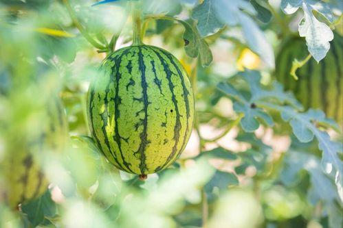 曹县的瓜在哪吃,品味乡愁的甜蜜之旅 第3张 曹县的瓜在哪吃,品味乡愁的甜蜜之旅 第3张